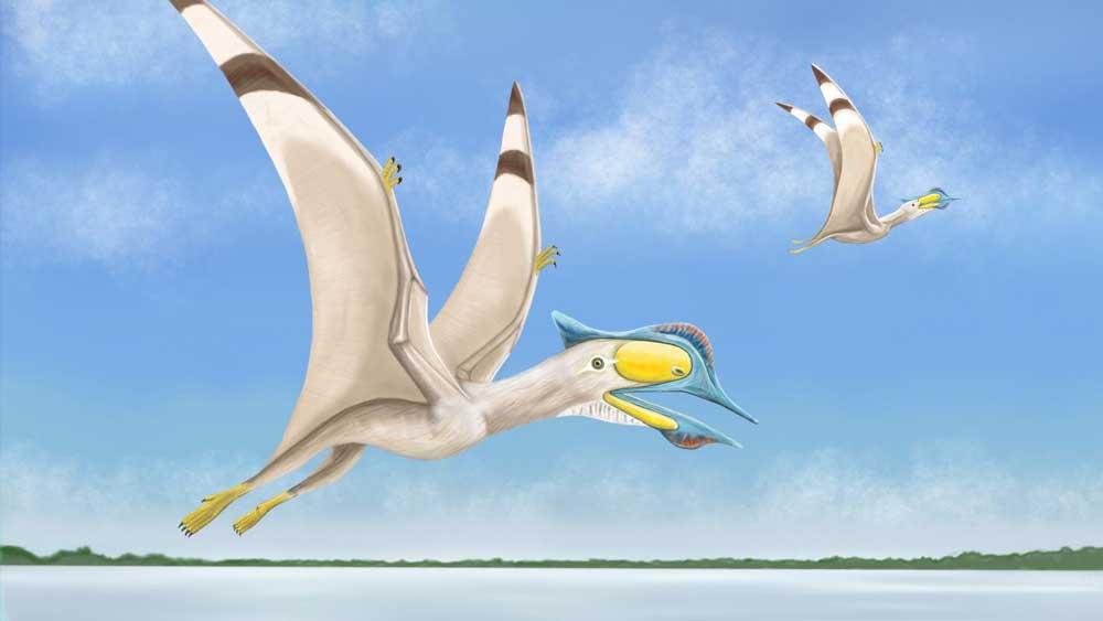 New Pterosaur Discovered | The Institute For Creation Research